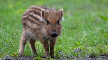 Wild Boar. Live wallpapers скриншот 1