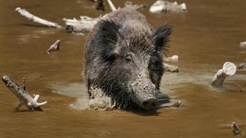 Wild Boar. Live wallpapers স্ক্রিনশট 2