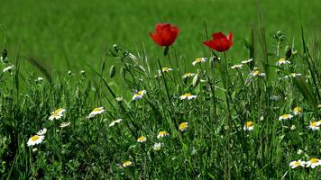 Panoramic flowers. Wallpapers capture d'écran 2