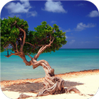 Amazing beach. Live wallpapers icon