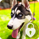 Siberian Husky Dog Lock & AppLock Security APK