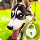 Siberian Husky Dog Lock & AppLock Security ไอคอน