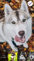 Siberian Husky Dog Lock & AppLock Security скриншот 2