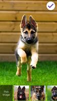German Shepherd Dog AppLock Security ảnh chụp màn hình 2