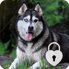 Siberian Husky Dog Puppy Lock Screen & Wallpaper icône