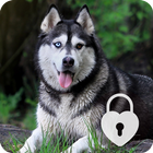 Siberian Husky Dog Puppy Lock Screen & Wallpaper icon