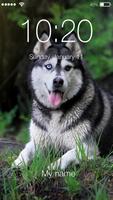 Siberian Husky Dog Puppy Lock Screen & Wallpaper 海報