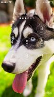 Siberian Husky Dog Puppy Lock Screen & Wallpaper 截图 1