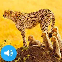 Скачать عالم الحيوانات المفترسة - ناشونال جيوجرافيك‎ APK