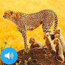 عالم الحيوانات المفترسة - ناشونال جيوجرافيك‎ APK