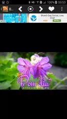 Bom Dia APK download