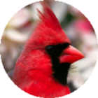 Bird Songs - Relaxing icon