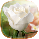 White Rose Live Wallpaper icône