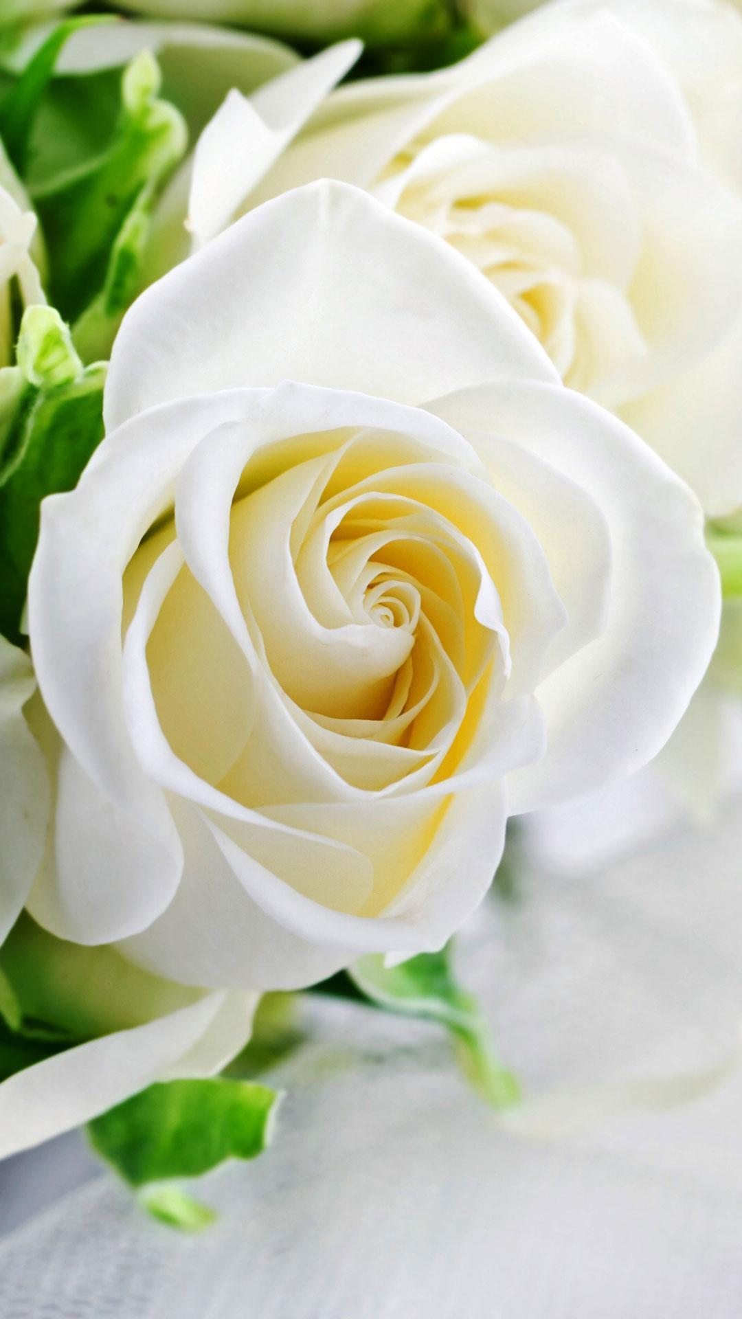 Mawar Putih Gambar Animasi 🌹 Bunga Latar Belakang for ...