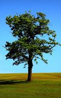 Nature Live Wallpaper โปสเตอร์