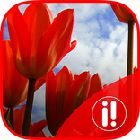 Nederland - Stapping Stone