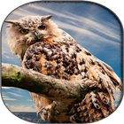 New Owl Fonds d'écran icône