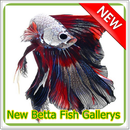 New Betta Fish Gallery APK