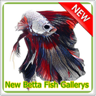 New Betta Fish Gallery icône
