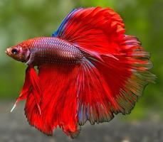 Poster New Betta Fish Gallery