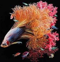 برنامه‌نما New Betta Fish Gallery عکس از صفحه