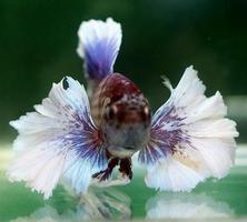 2 Schermata New Betta Fish Gallery