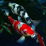 New Jenis Ikan Hias Air Tawar