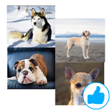 狗品種（類型）