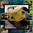 New Snake Gallery APK