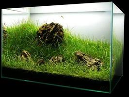 1 Schermata DIY Aquascape Layout