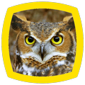 Owl Sounds