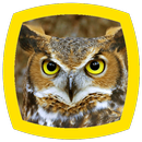 Owl Sounds APK