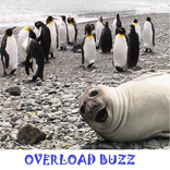 Overload Buzz - Fun Every Day!