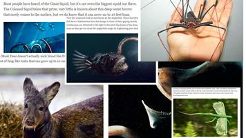 برنامه‌نما Amazing Facts : Obscure Animal عکس از صفحه