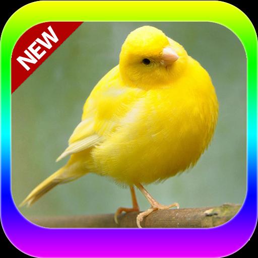 TÉLÉCHARGER SONNERIE OISEAU CANARI MP3 MP3 OISEAU TÉLÉCHARGER SONNERIE CANARI