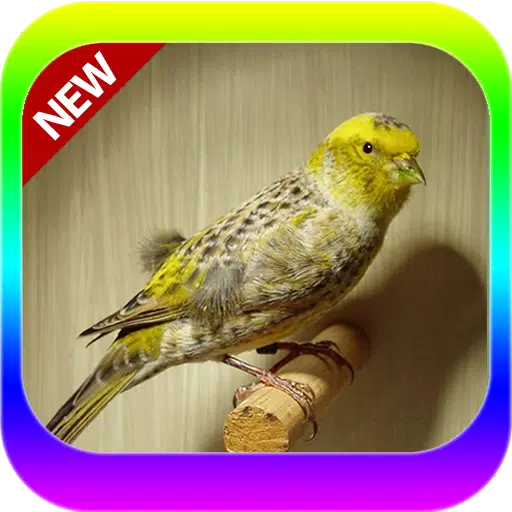 Oisseaux Des Canaries Lizard Mp3 APK pour Android Télécharger