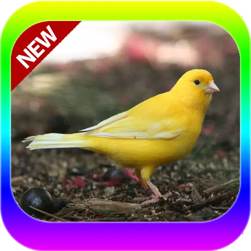 Oisseaux Des Canaries Roller Mp3 APK pour Android Télécharger