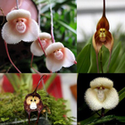 Orchideen-Galerie Zeichen