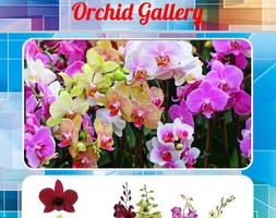 Orchideen-Galerie Plakat