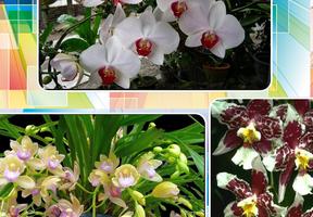 Orchid Gallery screenshot 1