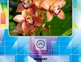 Orchideen-Galerie Screenshot 2