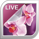 APK Orchidea Sfondi Animati