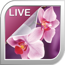 Orchidee Hintergrund APK