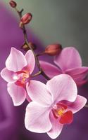 Orchid Live Wallpaper capture d'écran 1