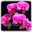 Orchidée Fond D'écran Animé