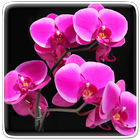 Orchidee Hintergrundbilder Zeichen