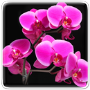 Orquídea Fondos Animados APK