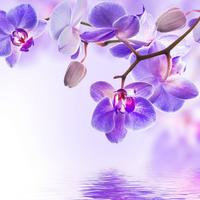 Orchidee Hintergrundbilder Plakat