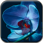 Orchid Wallpapers Zeichen