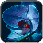 Orchid Wallpapers ikona